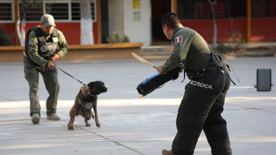 ¡Los perros policía que no dejan que nada se escape en SLP!